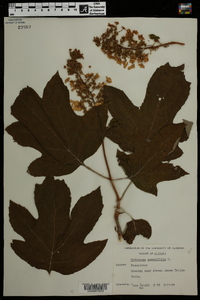 Hydrangea quercifolia image