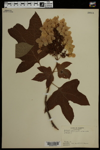 Hydrangea quercifolia image