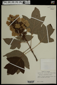 Hydrangea quercifolia image