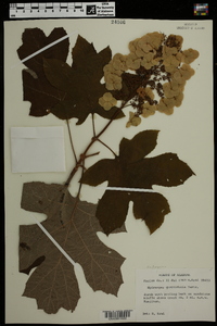 Hydrangea quercifolia image