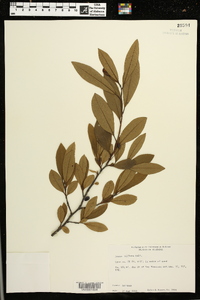 Nyssa biflora image