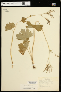 Boykinia aconitifolia image