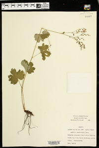 Boykinia aconitifolia image