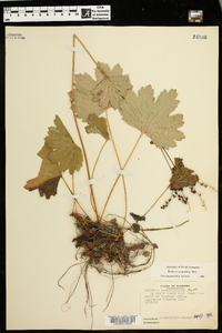 Boykinia aconitifolia image