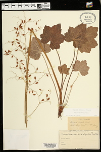 Heuchera americana image