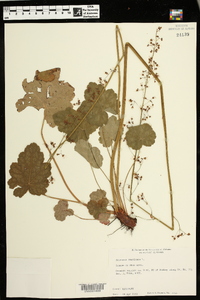 Heuchera americana image