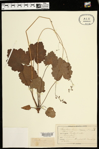 Heuchera americana image