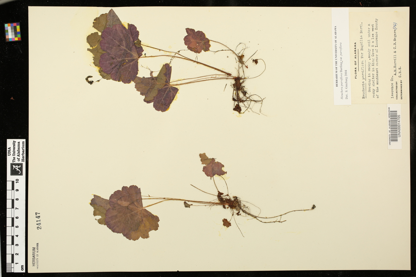 Heuchera parviflora var. parviflora image