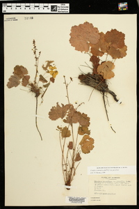 Heuchera parviflora image