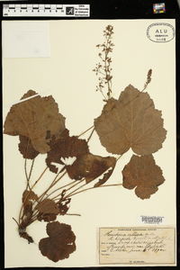 Heuchera villosa image