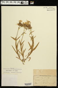 Phlox pilosa subsp. pilosa image