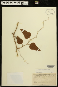 Smilax bona-nox image