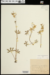 Delphinium tricorne image