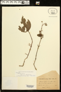 Philadelphus hirsutus image