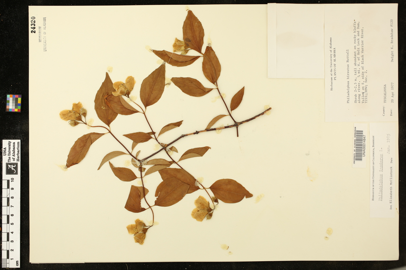 Philadelphus inodorus image
