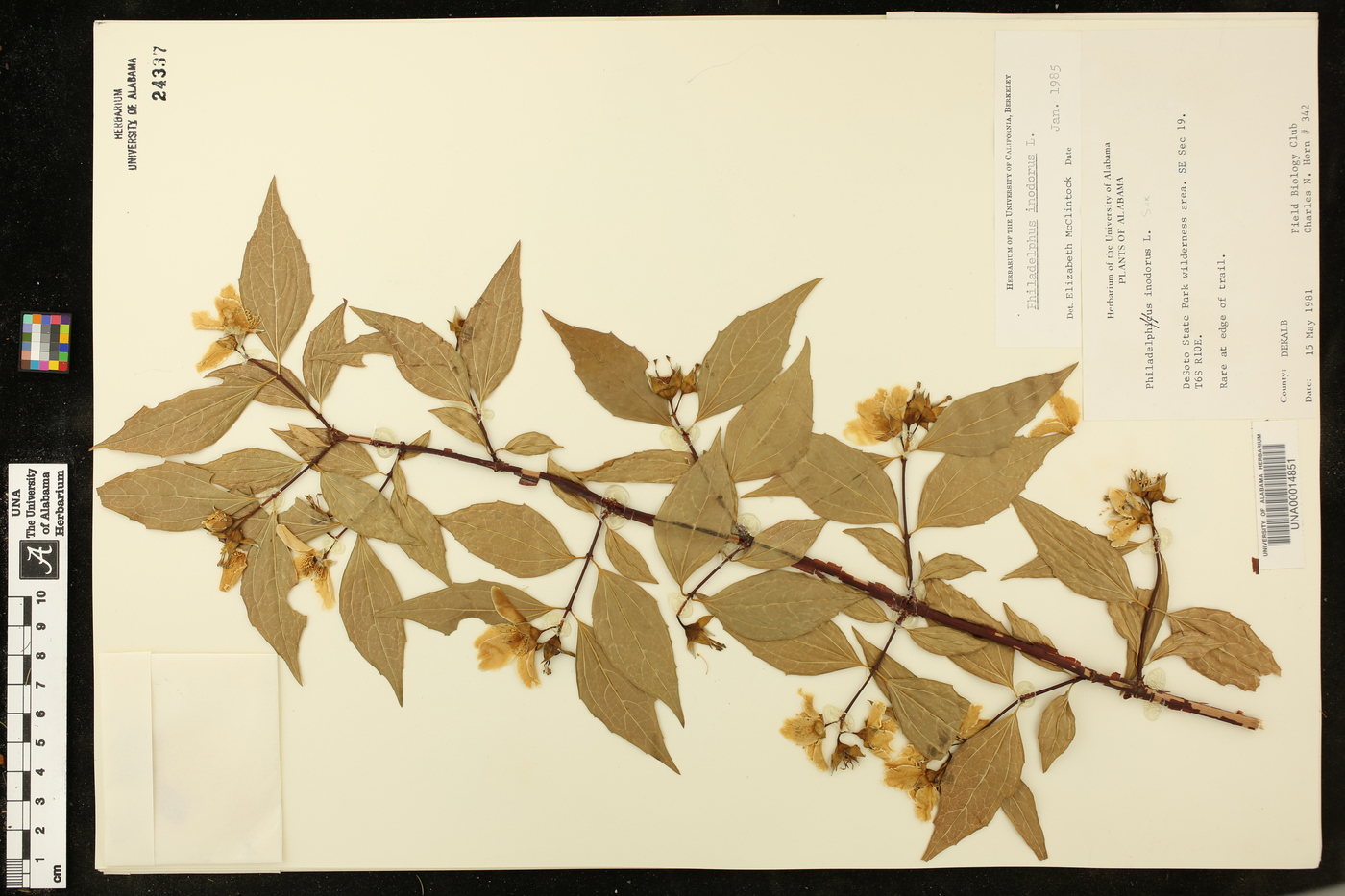 Philadelphus inodorus image