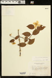 Philadelphus inodorus image