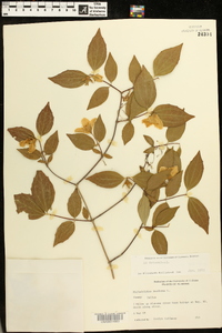 Philadelphus inodorus image