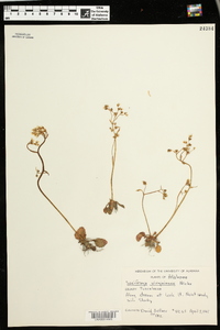 Micranthes virginiensis image