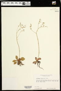 Micranthes virginiensis image