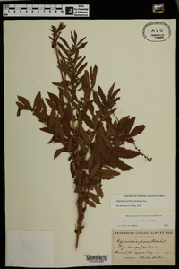 Agrimonia parviflora image