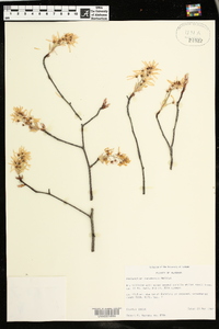 Amelanchier canadensis image