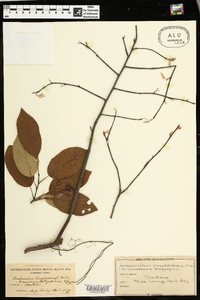 Amelanchier canadensis image