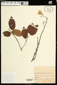 Amelanchier canadensis image