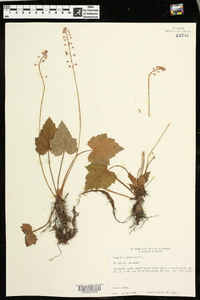 Tiarella cordifolia image