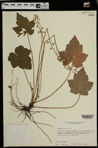 Tiarella cordifolia image