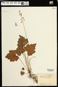 Tiarella cordifolia image