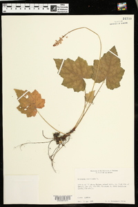 Tiarella cordifolia image