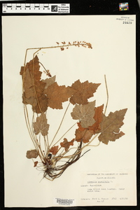 Tiarella cordifolia image
