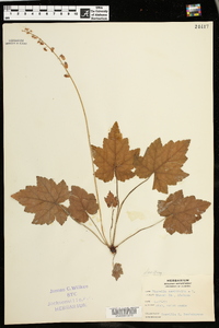 Tiarella cordifolia image