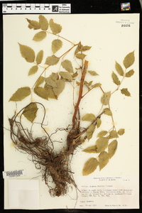 Aruncus dioicus image