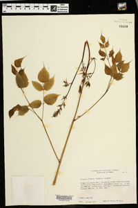 Aruncus dioicus image