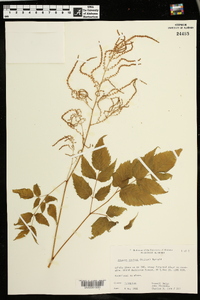 Aruncus dioicus image