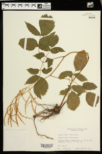 Aruncus dioicus image