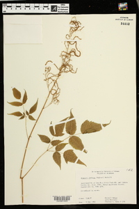 Aruncus dioicus image