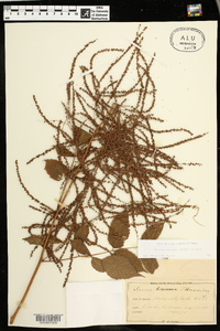 Aruncus dioicus image