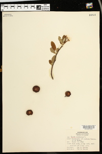 Pyrus coronaria image