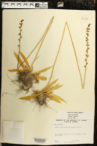 Aletris aurea image