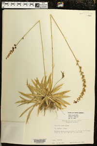 Aletris aurea image