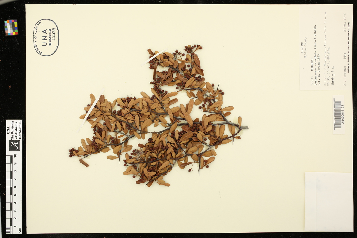 Cotoneaster crenulata image
