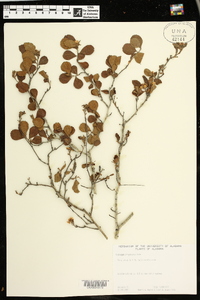 Crataegus chrysocarpa image