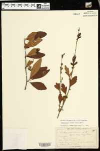 Crataegus opaca image