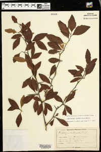 Crataegus opaca image