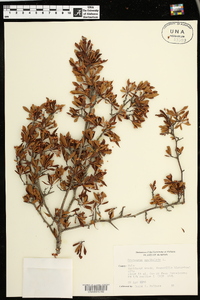 Crataegus spathulata image