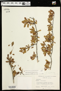 Crataegus spathulata image