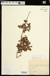 Crataegus spathulata image